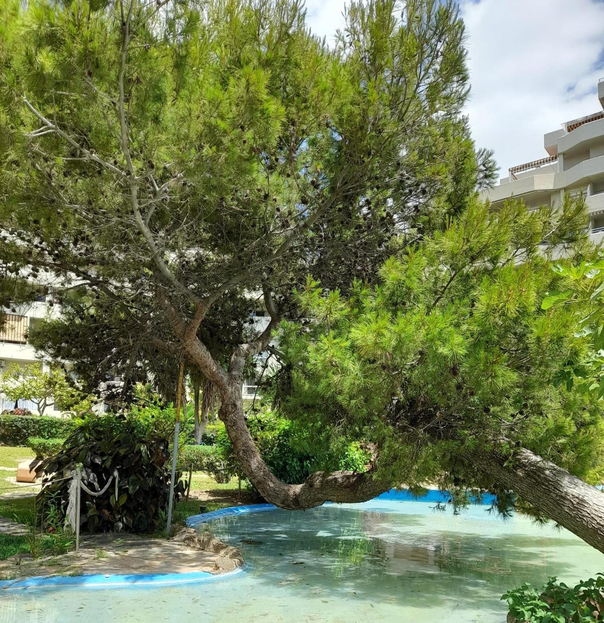 Benalbeach R&R Suite 贝纳尔马德纳 外观 照片